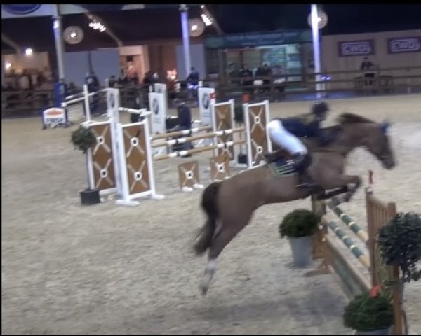jumper Concordony van het Wilgenhof Z (Zangersheide riding horse, 2009, from Concordance)