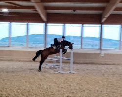 jumper Con Amore (Oldenburg show jumper, 2005, from Colander)