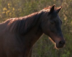 broodmare Rarita xx (Thoroughbred, 1992, from Lagunas xx)