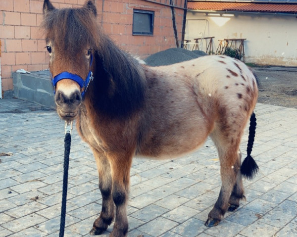 Pferd Don Camillo von den Frechdachsen (Dt.Part-bred Shetland Pony, 2021)