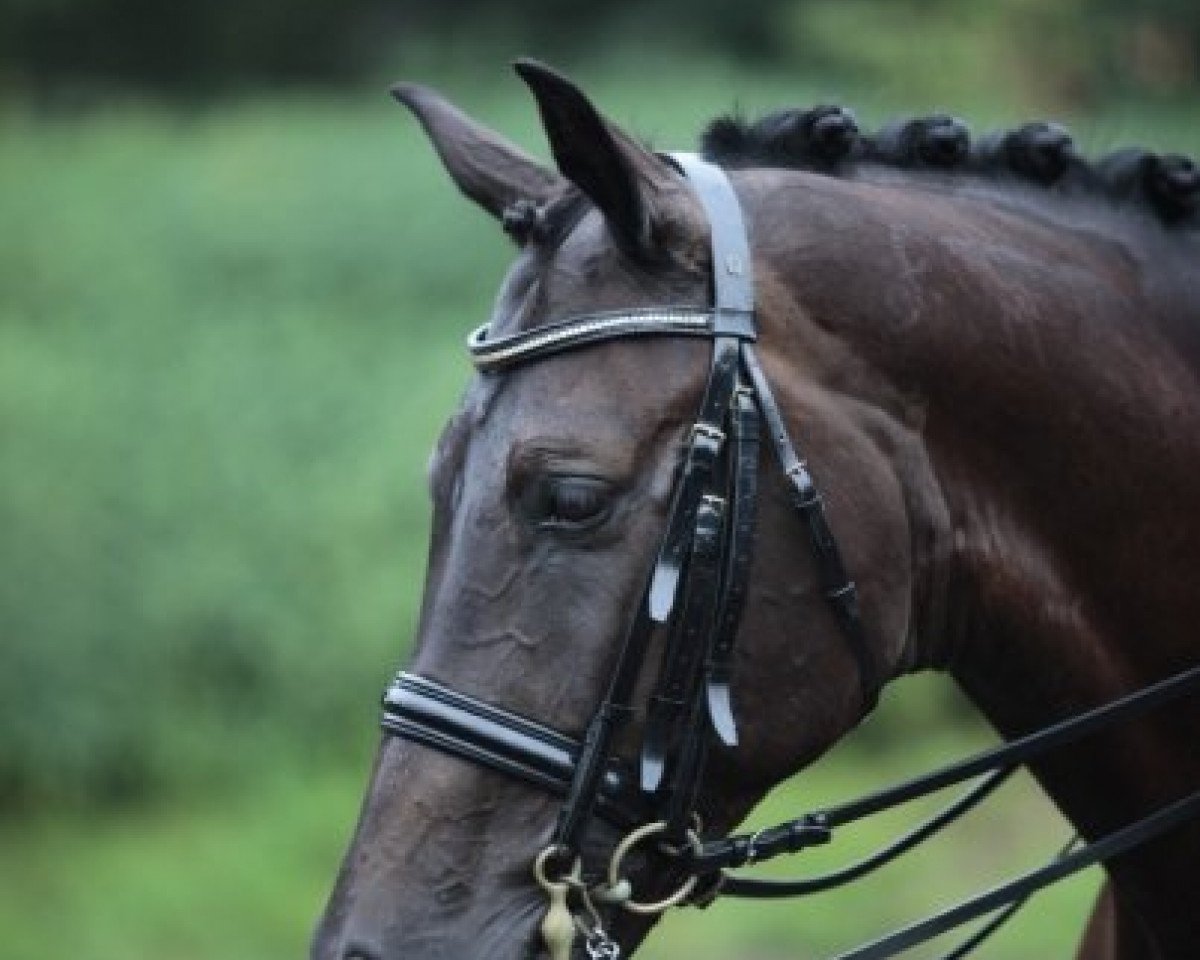 dressage horse Dr.Dallimo (Westphalian, 2001, from Danny de Vito 2)
