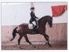 Zuchtstute Royal Fairy (Hannoveraner, 2006, von Royal Highness)