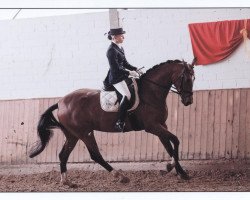 Zuchtstute Royal Fairy (Hannoveraner, 2006, von Royal Highness)