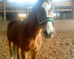 horse Ultimo R (KWPN (Royal Dutch Sporthorse), 1991, from Ulster)