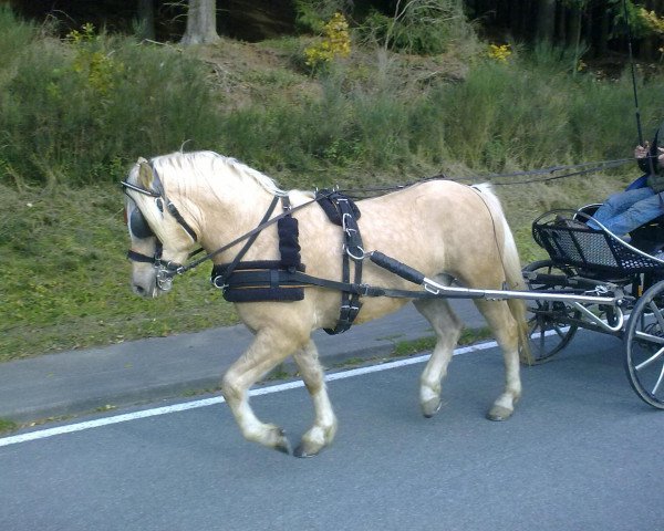 dressage horse Jack Sparrow 4 (Pony without race description, 2006)