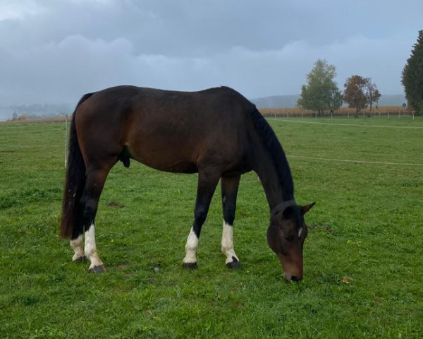 dressage horse Fortunello (Oldenburg, 2010, from Fidertanz)