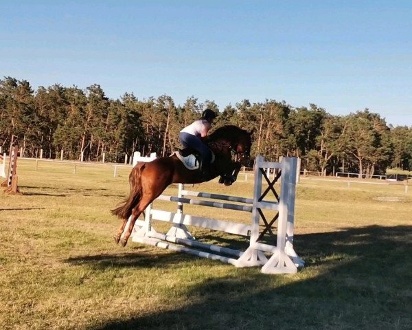 stallion Bänvik one Boy (German Sport Horse, 2017, from Bäängel)