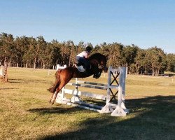 Deckhengst Bänvik one Boy (Deutsches Sportpferd, 2017, von Bäängel)