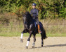 dressage horse Wallander K (Trakehner, 2010, from Redecker)