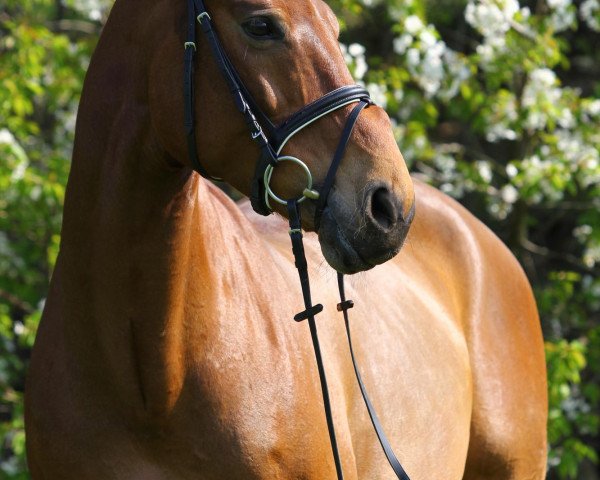 dressage horse Lambourginy SW (Westphalian, 2000, from Lancado)