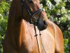 dressage horse Lambourginy SW (Westphalian, 2000, from Lancado)