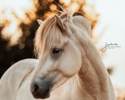 stallion Jofin Højmark (Fjord Horse, 2019, from Finfin N.2601)