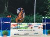 jumper Balou du Fou (Oldenburg show jumper, 2013, from Balou du Rouet)