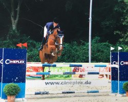 jumper Balou du Fou (Oldenburg show jumper, 2013, from Balou du Rouet)