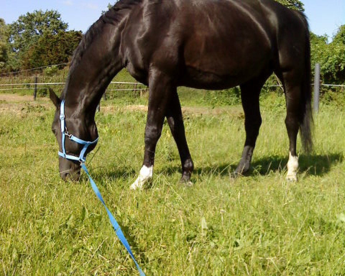 stallion High Society (Hanoverian, 1988, from Hitchcock)