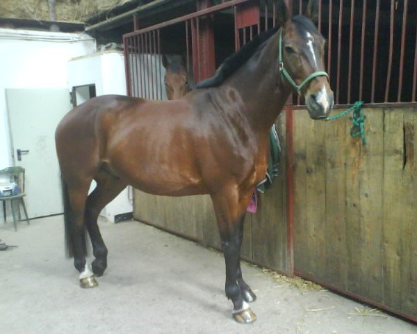 dressage horse Amadeus 619 (Hanoverian, 1998, from Alantas xx)