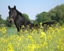 dressage horse Ricarda 231 (Westphalian, 1989, from Rosenduft)