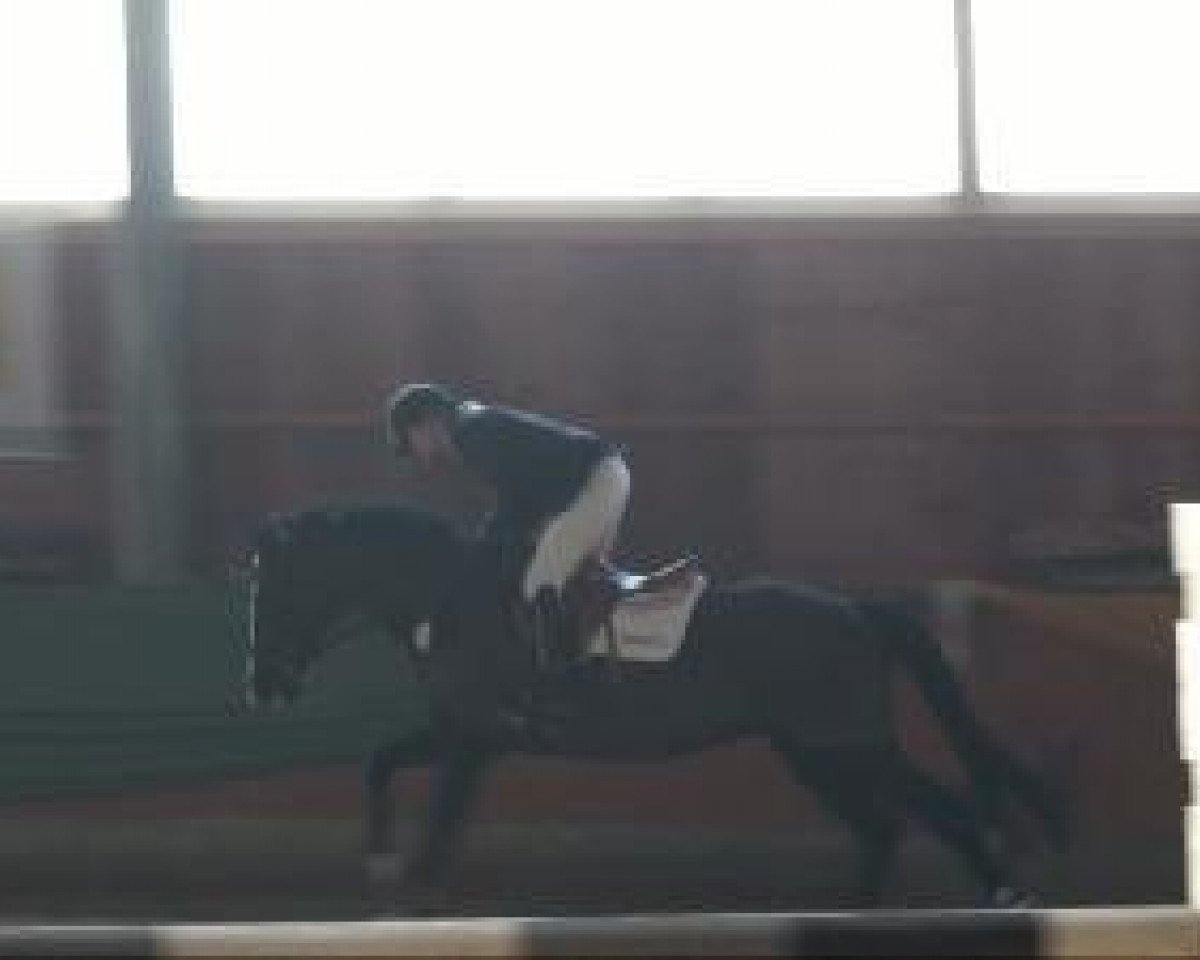 jumper Lemak xx (Thoroughbred, 1997, from Zinaad xx)