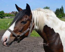 Pferd Sina (Pinto/Kleines Reitpferd, 2006, von Rocky)