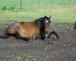 Pferd Louis Ferdinand (Trakehner, 2000, von Latimer)