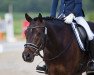 dressage horse Mr.jack 2 (German Riding Pony, 2010, from Mr.Hale Bob)