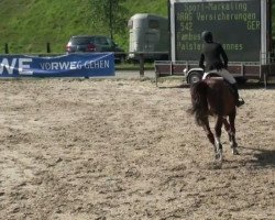 jumper Fambus (Hanoverian, 1995, from Freedom)