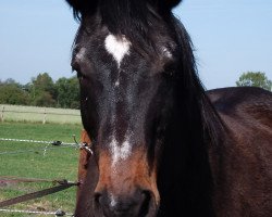 horse Benno 45 (Trakehner, 1988, from Argument)