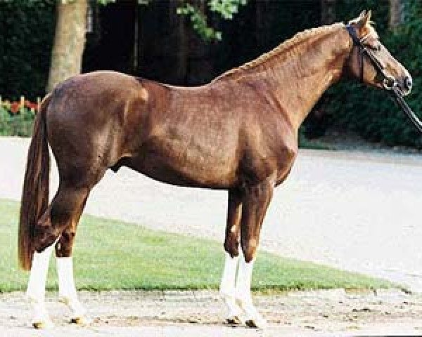 stallion Feuerblick (Westphalian, 1997, from Ferragamo)