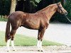 stallion Feuerblick (Westphalian, 1997, from Ferragamo)