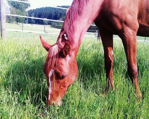 broodmare Gründleinshof's Tendering Dream (German Warmblood, 2004, from Abanos)