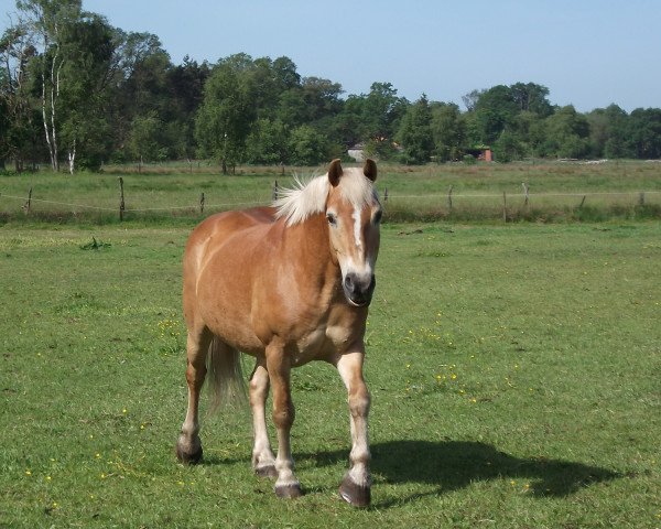 horse Bödefeld (Haflinger, 1995)