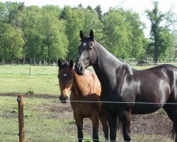 dressage horse Dustin (Hanoverian, 2004, from Depardieu 11)