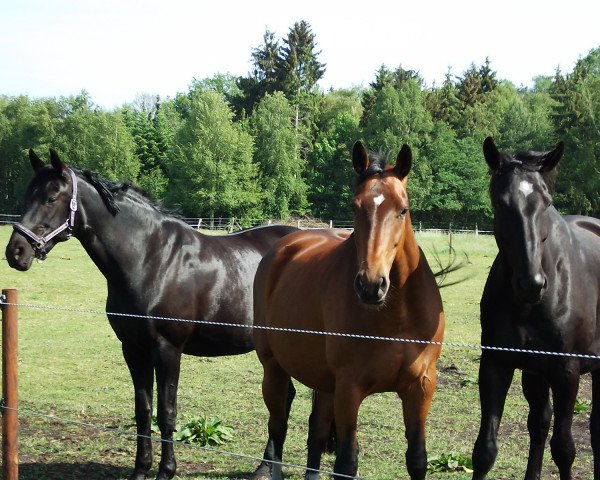 broodmare Dawn of Burghley (Oldenburg, 2003, from Donnerprinz)