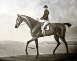 stallion Second xx (Thoroughbred, 1732, from Flying Childers xx)