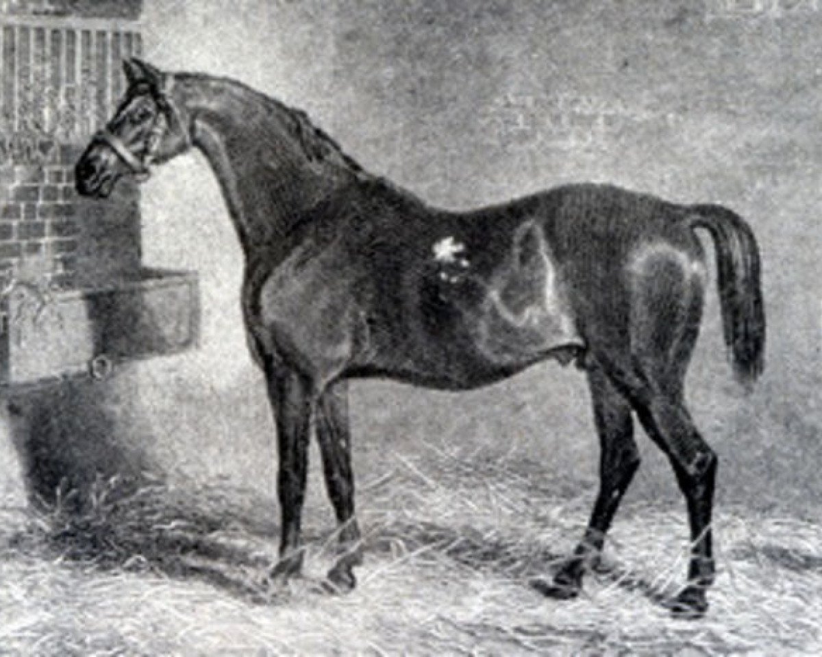 Deckhengst St. George xx (Englisches Vollblut, 1789, von Highflyer xx)