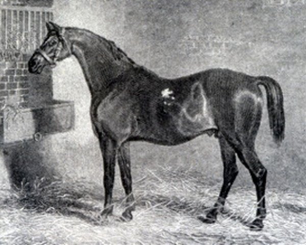 stallion St. George xx (Thoroughbred, 1789, from Highflyer xx)