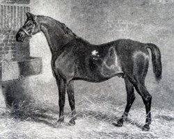 stallion St. George xx (Thoroughbred, 1789, from Highflyer xx)