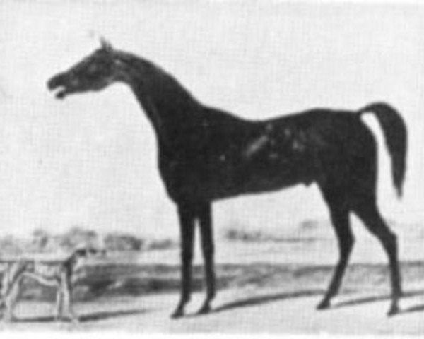 stallion Blackamoor xx (Thoroughbred, 1811, from Stamford xx)