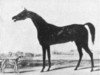 stallion Blackamoor xx (Thoroughbred, 1811, from Stamford xx)