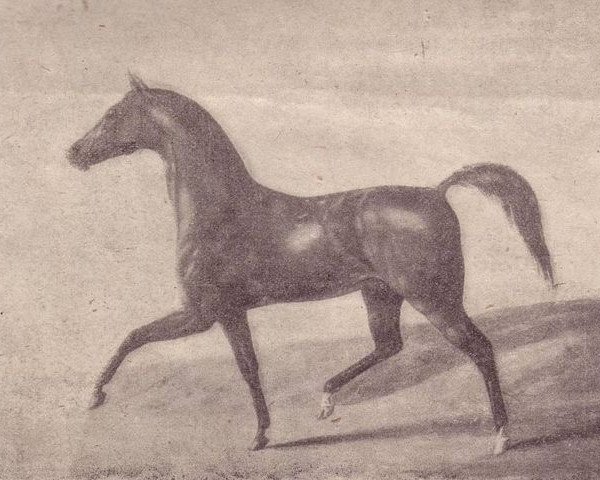 stallion Koylan 1808 ox (Arabian thoroughbred, 1808)