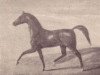 stallion Koylan 1808 ox (Arabian thoroughbred, 1808)