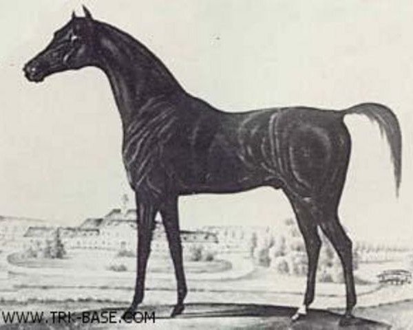 Deckhengst Tigranes 1821 AA (Anglo-Araber, 1821, von Koylan 1808 ox)