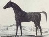 stallion Tigranes 1821 AA (Anglo-Arabs, 1821, from Koylan 1808 ox)