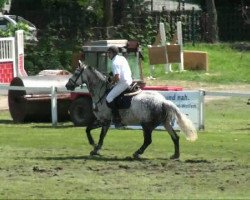 Springpferd Petite-Blanc (Westfale, 2000, von Piano II)