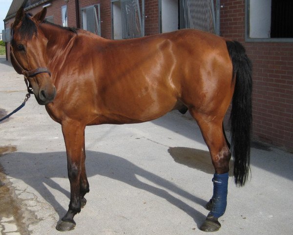 jumper Apollo Z (Zangersheide riding horse, 2000, from Acalwahn)