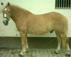 dressage horse Dartagnon (Haflinger, 1996, from Nevada)