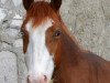 broodmare Blue Eye (Trakehner, 2006, from Graciano)