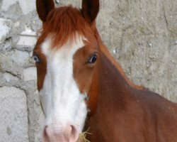 Zuchtstute Blue Eye (Trakehner, 2006, von Graciano)