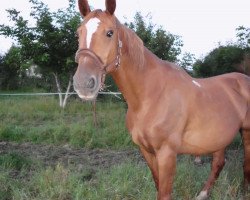 broodmare Gail (Holsteiner, 1992, from Ahorn Z)