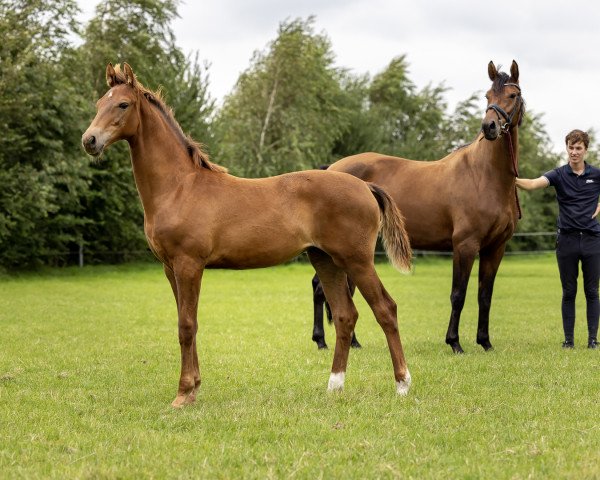 dressage horse Rozanna (KWPN (Royal Dutch Sporthorse), 2021, from Escolar)